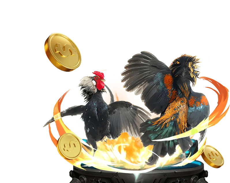 Minh họa các loại kèo đá gà Meron, Wala, BDD tại 88go Trang Chủ